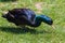 Cayuga Duck in Grass