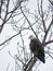 Cayuga Lake eagle sits in tree