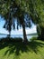 Cayuga Lake view under Stewart Park Willow trees