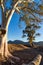 The Cazneaux Tree, also known as Cazneaux`s Tree in Flinders Ranges, South Australia