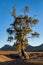 The Cazneaux Tree, also known as Cazneaux`s Tree in Flinders Ranges, South Australia