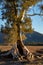 The Cazneaux Tree, also known as Cazneaux`s Tree in Flinders Ranges, South Australia