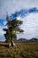 Cazneaux Tree - Flinders Ranges