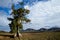 Cazneaux Tree - Flinders Ranges