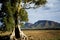 Cazneaux Tree - Flinders Ranges