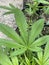 CBD Hemp plant amazing leaves