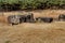 Ccapstones on dolmen burial chamber in neolithic park