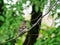 Cclose-up of a chaffinch sitting on a twig looking backward