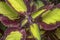 Ccloseup with the Coleus scutellarioides colorful leaves.