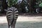 A ccloseup shot of the behind of a common Burchell`s zebra E