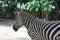 A ccloseup shot of a head of a common Burchell`s zebra Equus qua