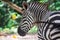 A ccloseup shot of a head of a common Burchell`s zebra Equus qua