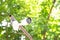 CCTV cameras are installed in the garden beautiful natural green background blurred. Outdoor Security cctv cameras.