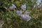 Ceanothus arboreus in bloom
