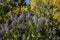 Ceanothus arboreus in bloom