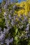 Ceanothus arboreus in bloom