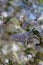 CEANOTHUS OLIGANTHUS BLOOM - RED ROCK CP MRCA - 040821 C