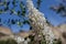 CEANOTHUS SPINOSUS BLOOM - RED ROCK CP MRCA - 041521 A