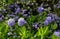 Ceanothus thyrsiflorus, known as blueblossom or blue blossom ceanothus, is an evergreen shrub in the genus Ceanothus