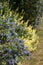 Ceanothus tree with blue flowers which bloom in spring. Photographed in Wisley garden, Surrey UK.