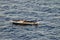 Cebu, Philippines - Circa April 2019: Traditional peaceful philippines fisherman on a wooden boat catching fish on a sunrise close