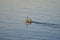 Cebu, Philippines - Circa April 2019: Traditional peaceful philippines fisherman on a wooden boat catching fish on a sunrise close