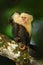 Cebus capucinus in gree tropic vegetation. White-headed Capuchin, black monkey sitting on the tree branch in the dark tropic fores