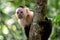 Cebus monkey