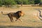 Cecil the Hwange Lion