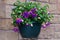 Cecilia flowers in a hanging basket, in July 2021.