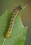 Cecropia caterpillar crawling on leaf.