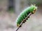 Cecropia caterpillar moth