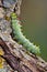 Cecropia caterpillar on tree