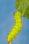 Cecropia Moth Caterpillar