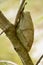 Cecropia Moth Cocoon