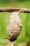 Cecropia moth cocoon