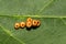 Cecropia Moth Eggs - Hyalophora cecropia