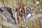 Cecropia moths mating in the wild.