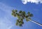 Cecropia tree and blue sky, Minas Gerais