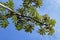 Cecropia tree and blue sky, Minas Gerais