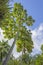 Cecropia Tree in the Forest