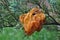 Cedar Apple Rust