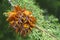 Cedar Apple Rust Fungus