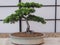 Cedar bonsai tree Cedrus Libani