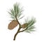 Cedar branch with a cone vector stock illustration.