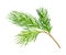 Cedar Branch with Evergreen Needle-like Leaves Vector Illustration