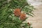 Cedar Branches and Sycamore Seed Pods on Wood Grain Background.