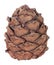 Cedar cone