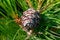 Cedar cone on a fluffy coniferous branch