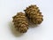 Cedar cone with nuts. Siberian cedar. Walnut seed. The fruits of the cedar forest. Taiga.